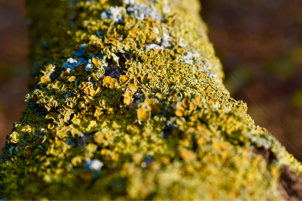 Close-up view of a tree trunk covered in vibrant yellow and green lichen.